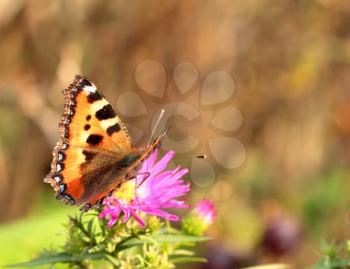 Small tortoiseshell butterfly on a green background