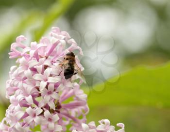 Insect sitting on lilac over blur background