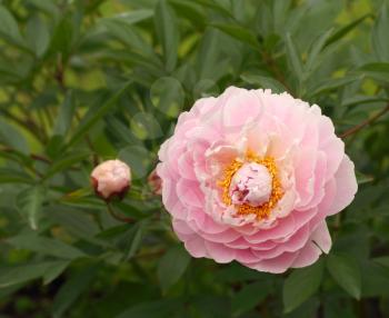 Tender rose peony over the green leaves