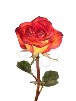 Red and yellow rose isolated on white background