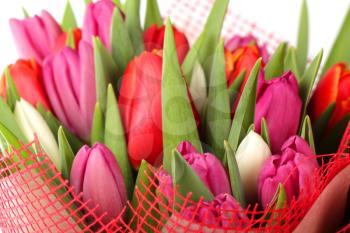 Bouquet of different color tulip flowers
