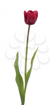 Burgundy tulip flower isolated on white background