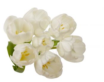 White tulip flowers bouquet isolated on white background