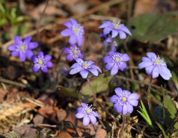 Snowdrops (Hepatica nobilis) blooming in the spring forest