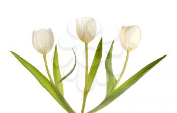 Three white tulips isolated on white background
