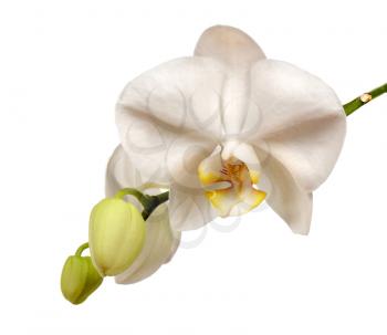 Beautiful white orchid flowers with buttons isolated on white background