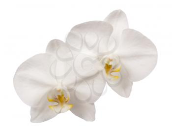 Beautiful white orchid flowers  isolated on white background