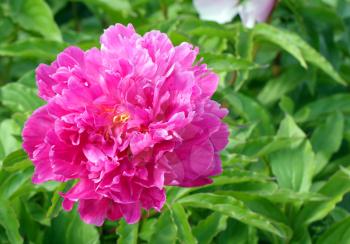 Pink peony over the green leaves