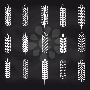 Wheat, rye and barley ear on chalkboard. Vector agriculture elements for farm, bakery, beer etc