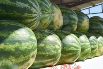 Water-melons on a counter. Sale of a summer crop.