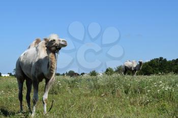 Camel on a pasture. Animals on private farm.