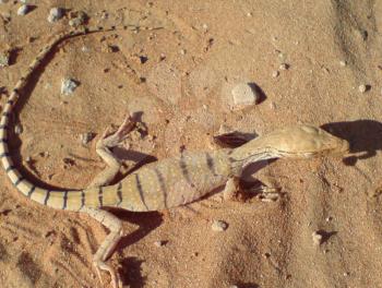 Monitor lizard on sand. The Animal deserts.