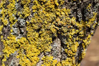 Yellow and gray lichens on tree bark. The symbiosis of algae and fungus.