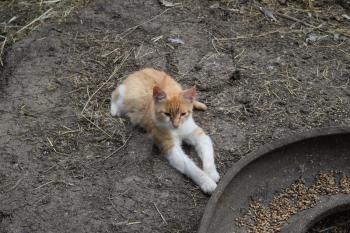 Cat lying on the ground. Cat near the chicken feeders.