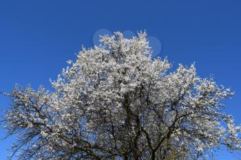Blossoming of a cherry plum in a spring garden in Kuban in Russia