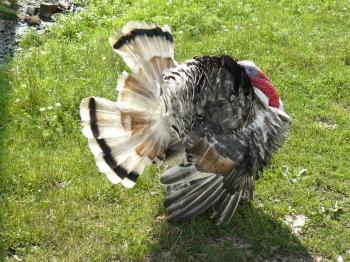 Male of a turkey. The maintenance of poultry in private enterprise.