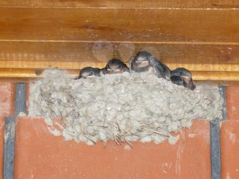 Swallow nest with the grown-up baby birds. Reproduction of nested birds.