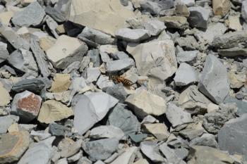 Wasp sitting on the rubble. Recently released from hibernation wasp basking in the sun.