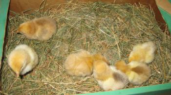 Little chickens. Poultry in individual hen house.