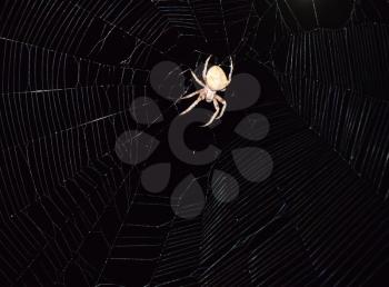 Araneus Spider hunts at night. Night spider on its web.