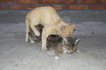 Mating domestic cats. The natural behavior of the animals.
