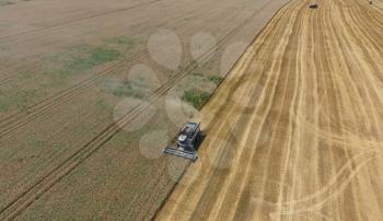 Harvesting wheat harvester. Agricultural machinery in operation.