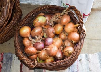 The bulbs of onions in a basket. Vegetables from the garden.