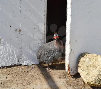 Guinea fowl in a cage. The content of guinea fowl on the home farm.