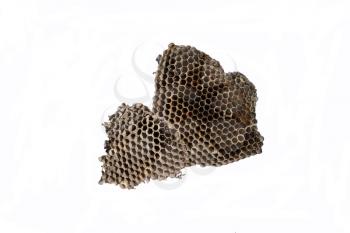 The nest of wasps with honey in the honeycomb cells. Isolate on white background.