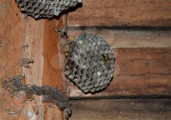 Wasp nest with wasps sitting on it. Wasps polist. The nest of a family of wasps which is taken a close-up.