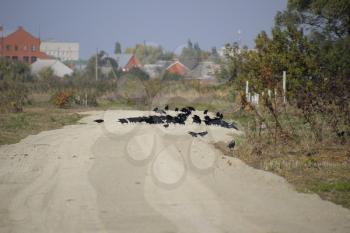 Ravens sitting on the road in the group. Corvidae on the road in the field.