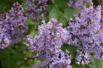 The Lilac flowers. Spring blossoming of trees.