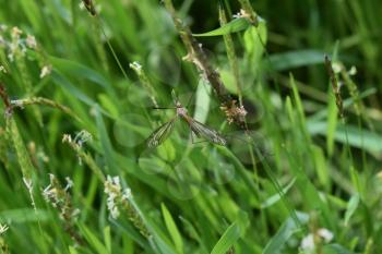Tipul fuscipennis on stalks of grass. Unusual large insect.