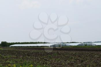 Greenhouses for growing tomatoes. Greenhouses in the field.