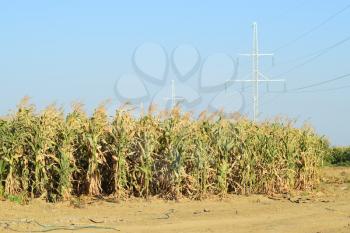 The corn field. Forage crops, cultivation of corn on a silo.
