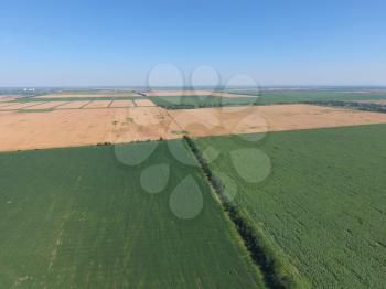 Field of young corn, sunflowers and ripe wheat. Border between fields of wheat and sunflowers. Top view with quadrocopters.