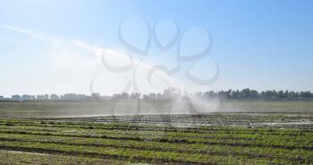 Irrigation system in the field of melons. Watering the fields. Sprinkler.