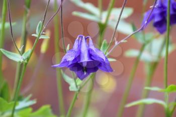 Flowers aquilegia. Violet blue flowers in the flowerbed. aquilegia