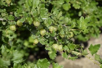 Gooseberries in the garden on a bed. Young leaves of gooseberry.