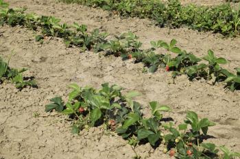 The bed of strawberries in the garden. Growing strawberries in rows. Strawberry blossoms and bears fruit.