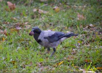 Crow holding an eagle in his beak. Hooded crow on the grass. A bird of the family Corvidae.