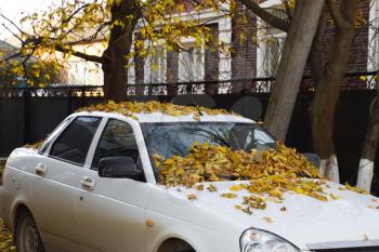 Dry yellow leaves on the car. Autumn leaf fall.