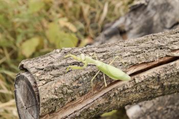 Mantis on a log acacia. Mantis looking at the camera. Mantis insect predator.