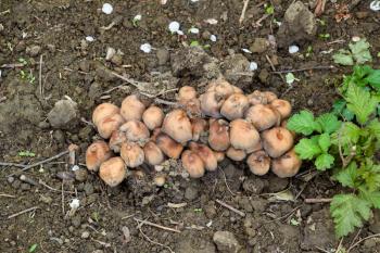 False mushrooms on the ground. The growth of fungi on moist soil