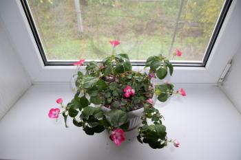 Indoor flower in a pot on the windowsill