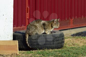 The old tabby cat sitting on a car wheel at the fence. Old age house cats.