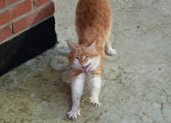 Adult red - white cat. Yawning red cat.