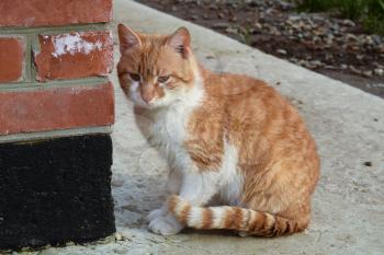 Adult red - white cat. Sitting on concrete red cat.