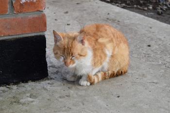 Adult red - white cat. Sitting on concrete red cat.