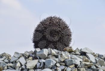 Hedgehog on a pile of rubble. Hedgehog curled up into a ball.